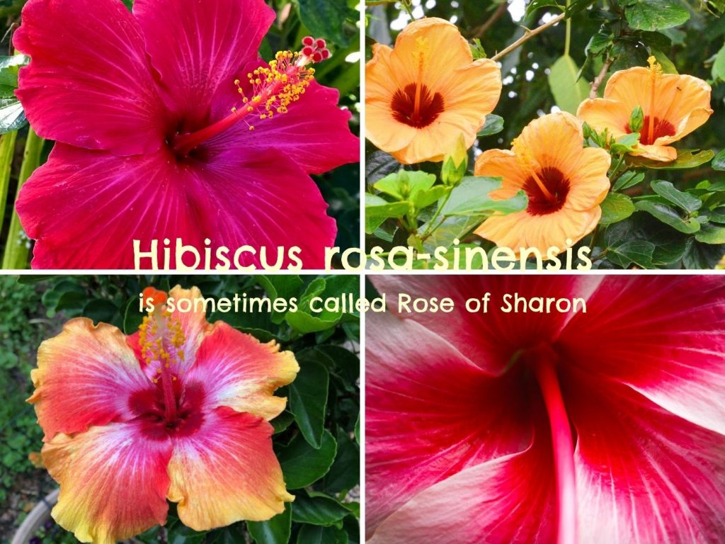 Hibiscus Rosa-sinensis is sometimes called Rose of Sharon