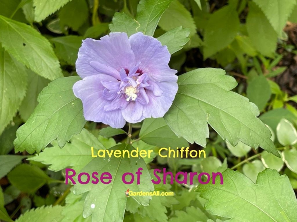 Lavender chiffon Rose of Sharon