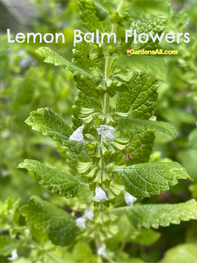 Lemon balm flowers-blossoms