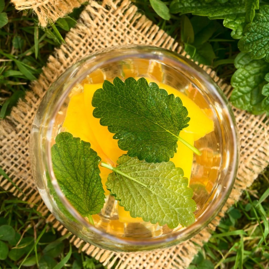 Proven Medicinal Uses for Lemon Balm to Add to Your Home Remedies