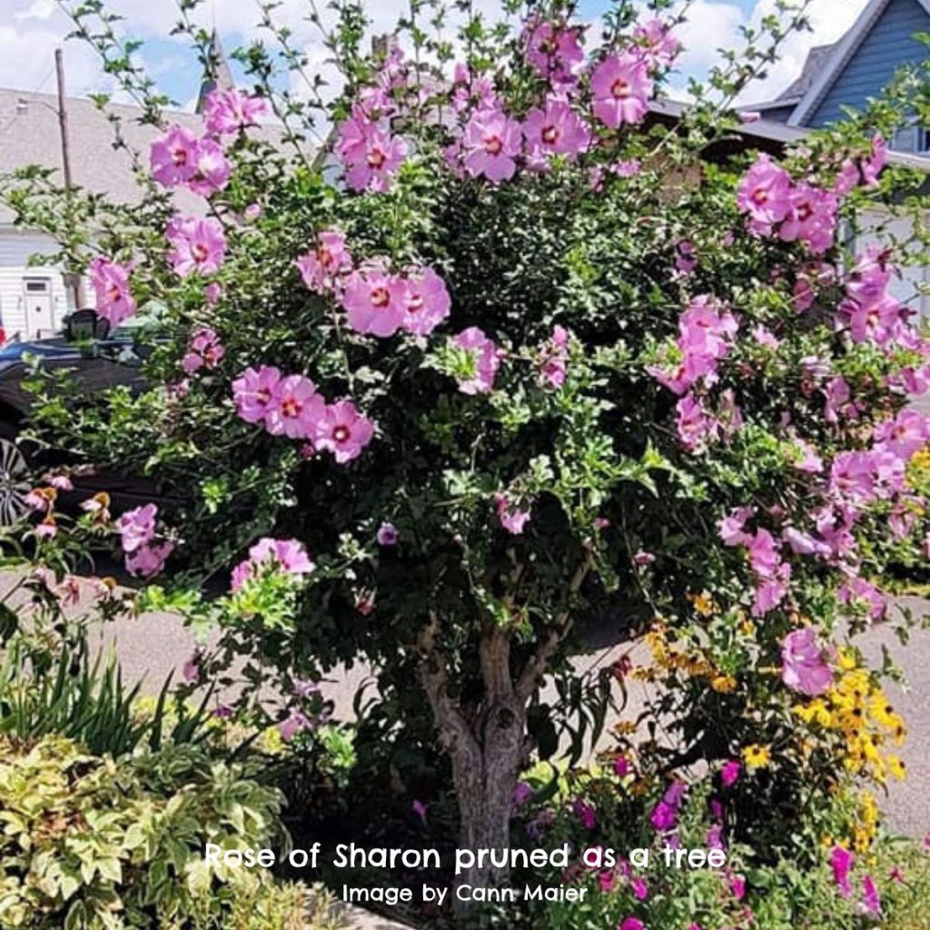 Rose of Sharon-pruned as a tree-image by Cann Maier