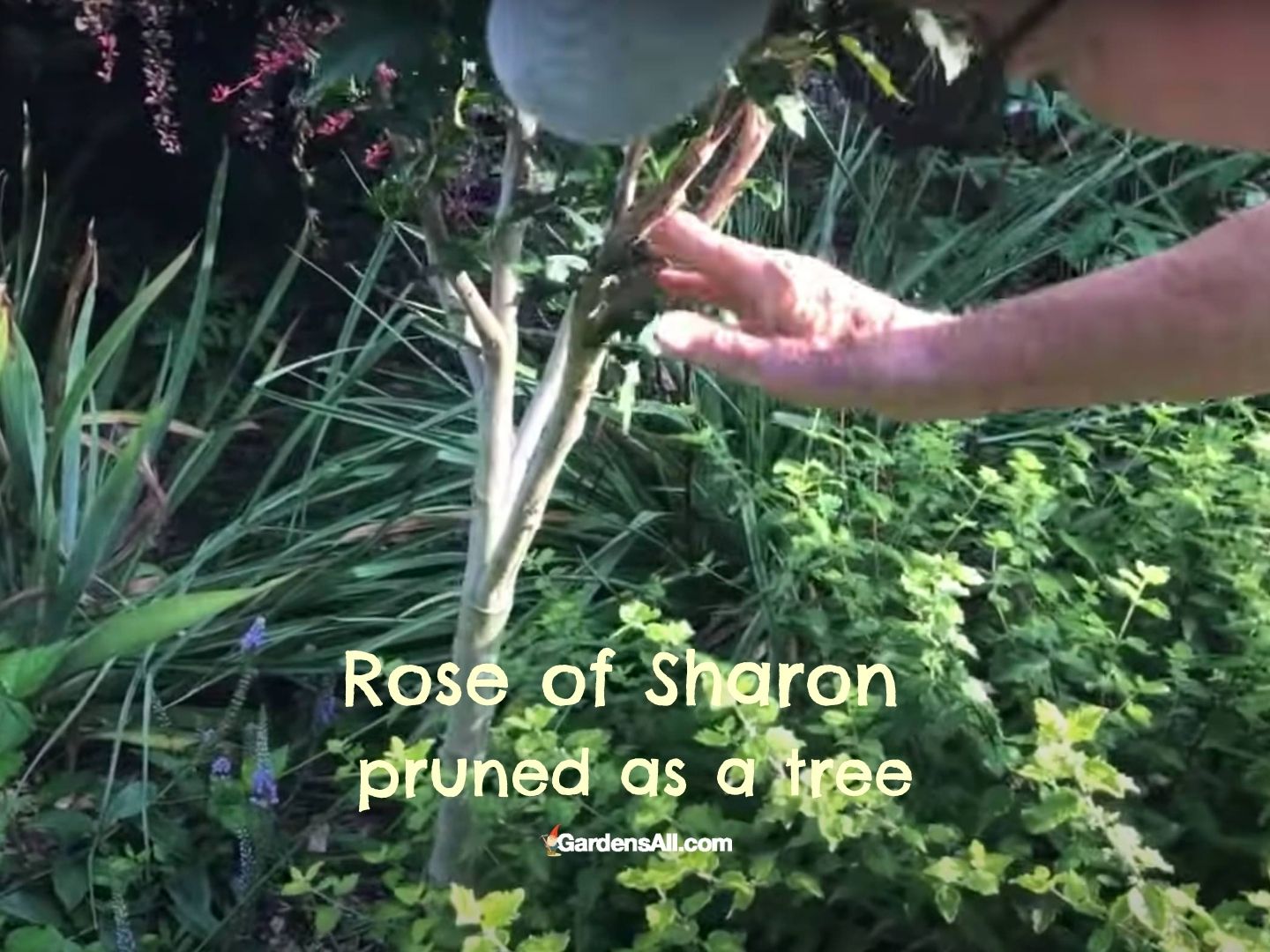 Pruning A Rose Of Sharon Plant GardensAll