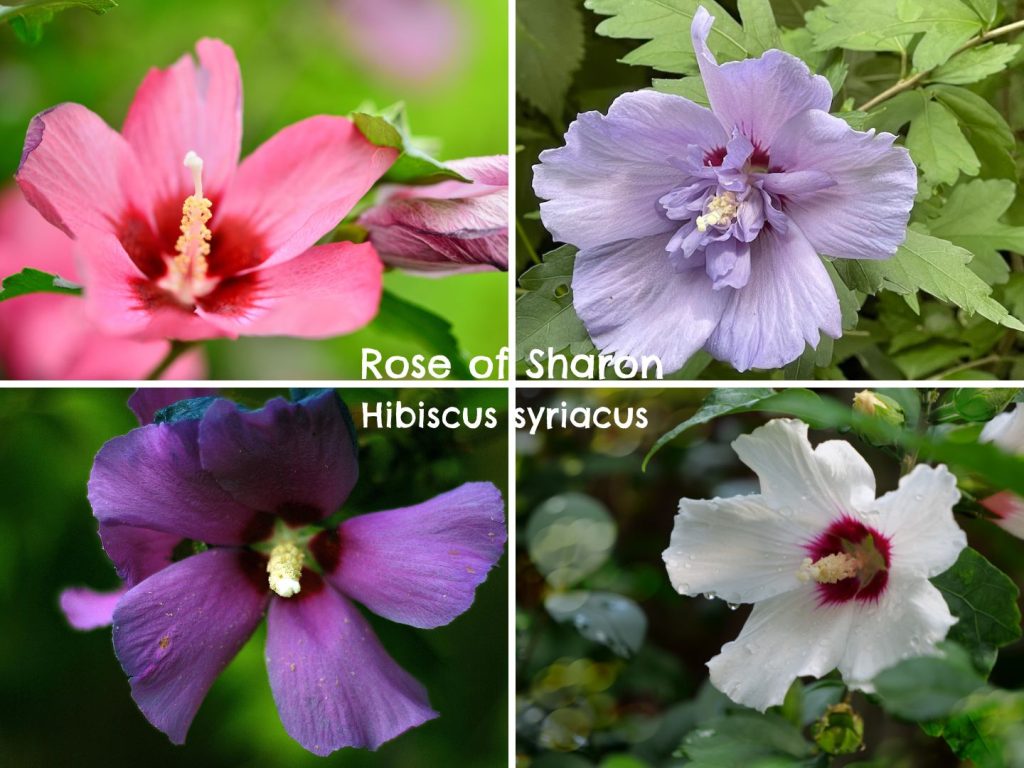 Rose of Sharon Hibiscus Flower Colors