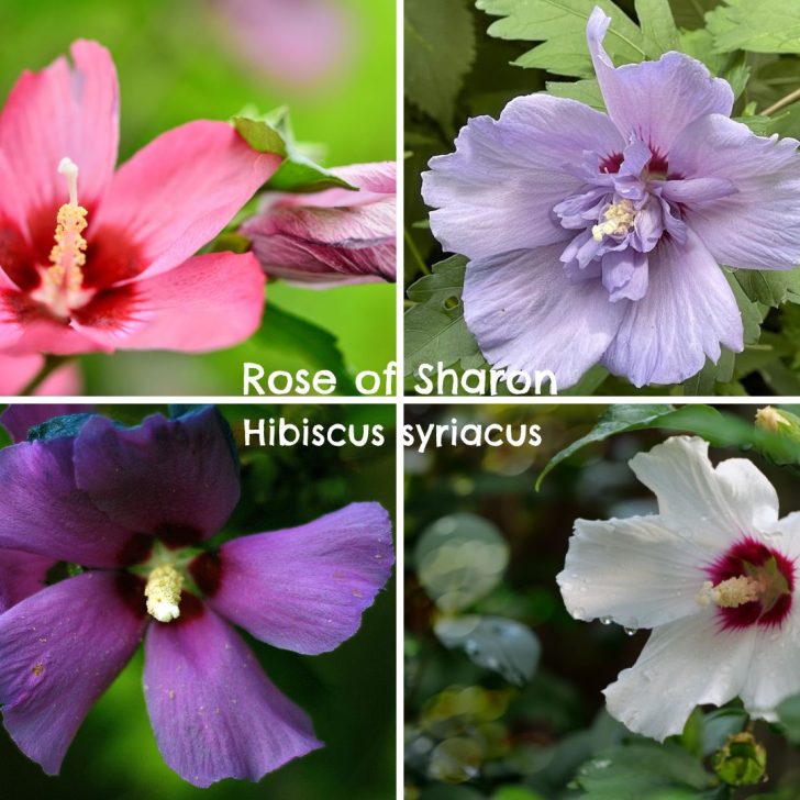 Rose of Sharon Names and More