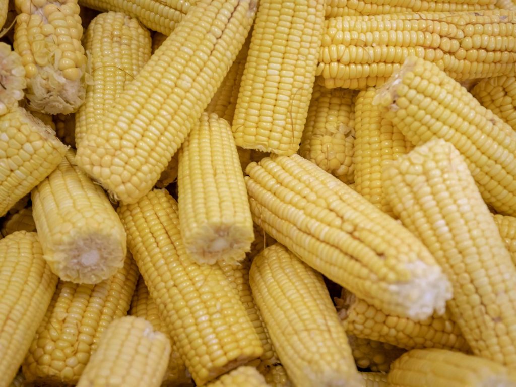 shucked and trimmed corn on the cob before blanching