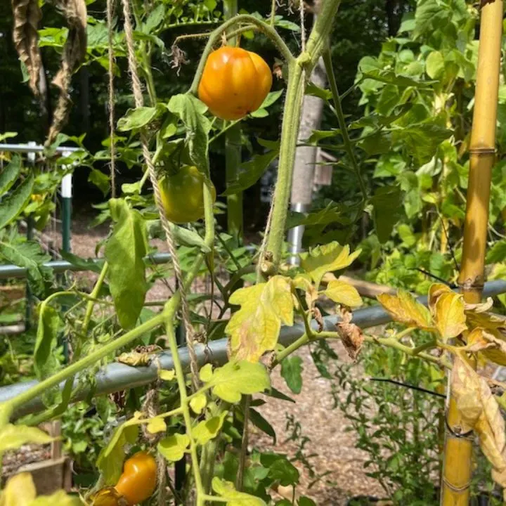Tomato Blight Early &ndash; Resulting In Sudden Tomato Wilt