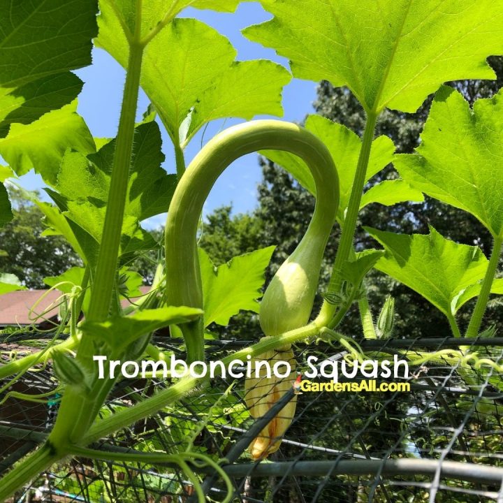 Tromboncino squash-leaves-on cattle panel