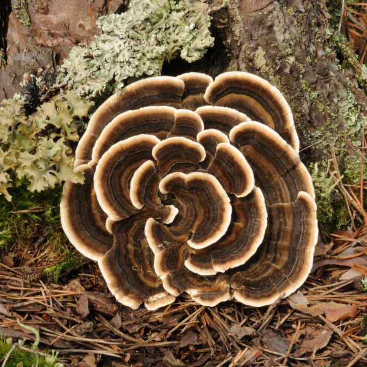 Turkey Tail Mushrooms-trametes versicolor-tree-lichen
