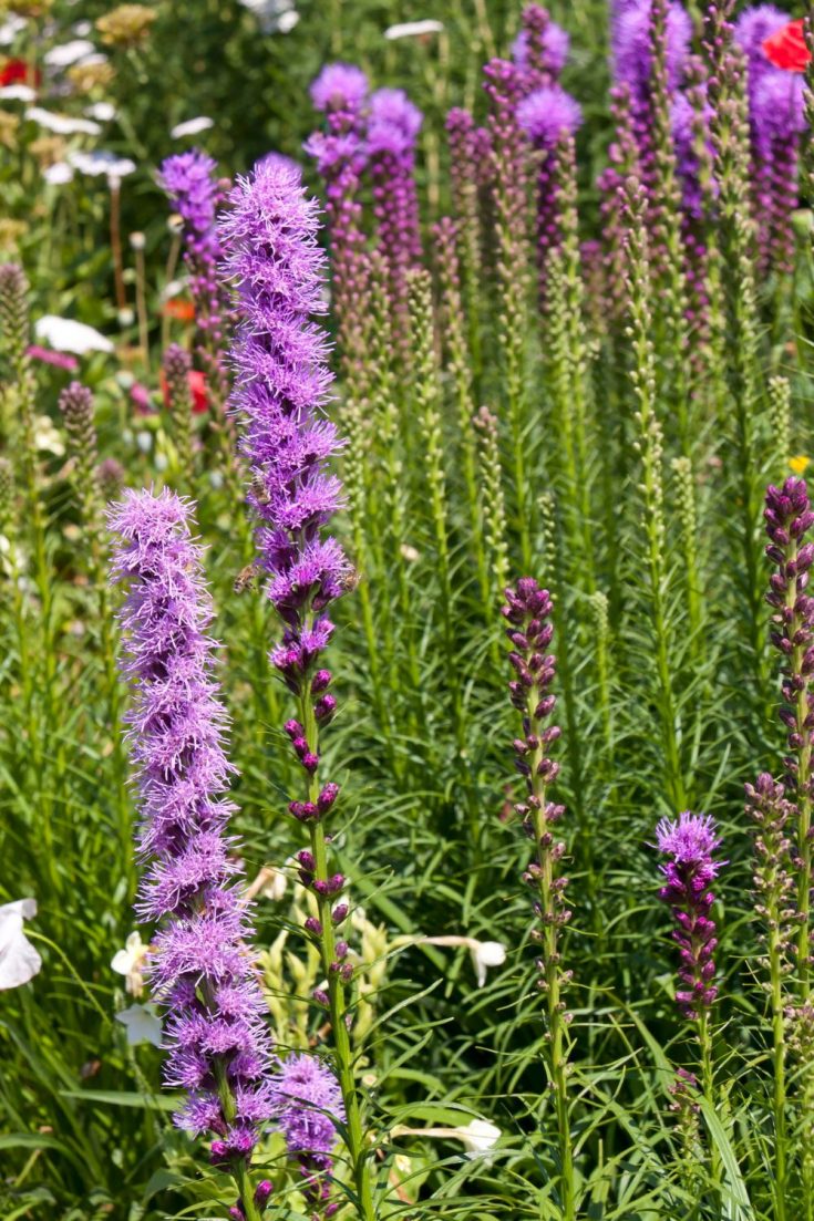 Purple Tall Perennial Flower: Elegant Bloom for Every Garden