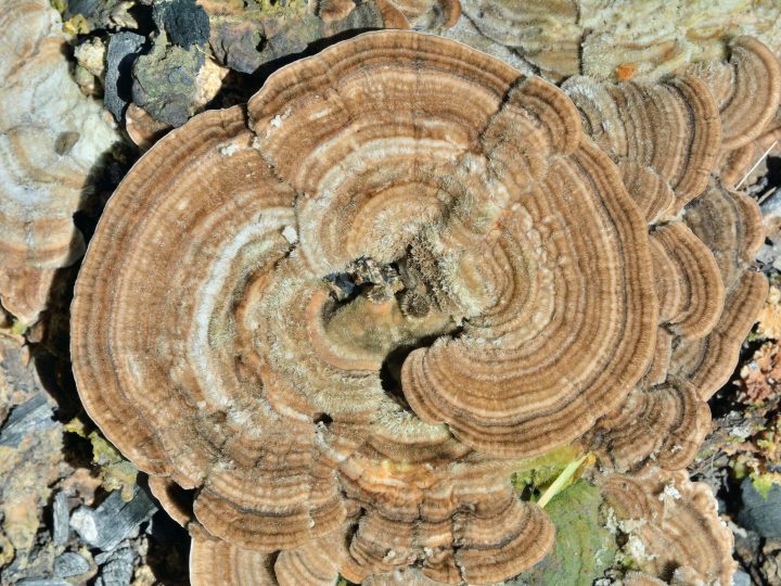 The Benefits of Turkey Tail Mushrooms Worth Getting to Know GardensAll