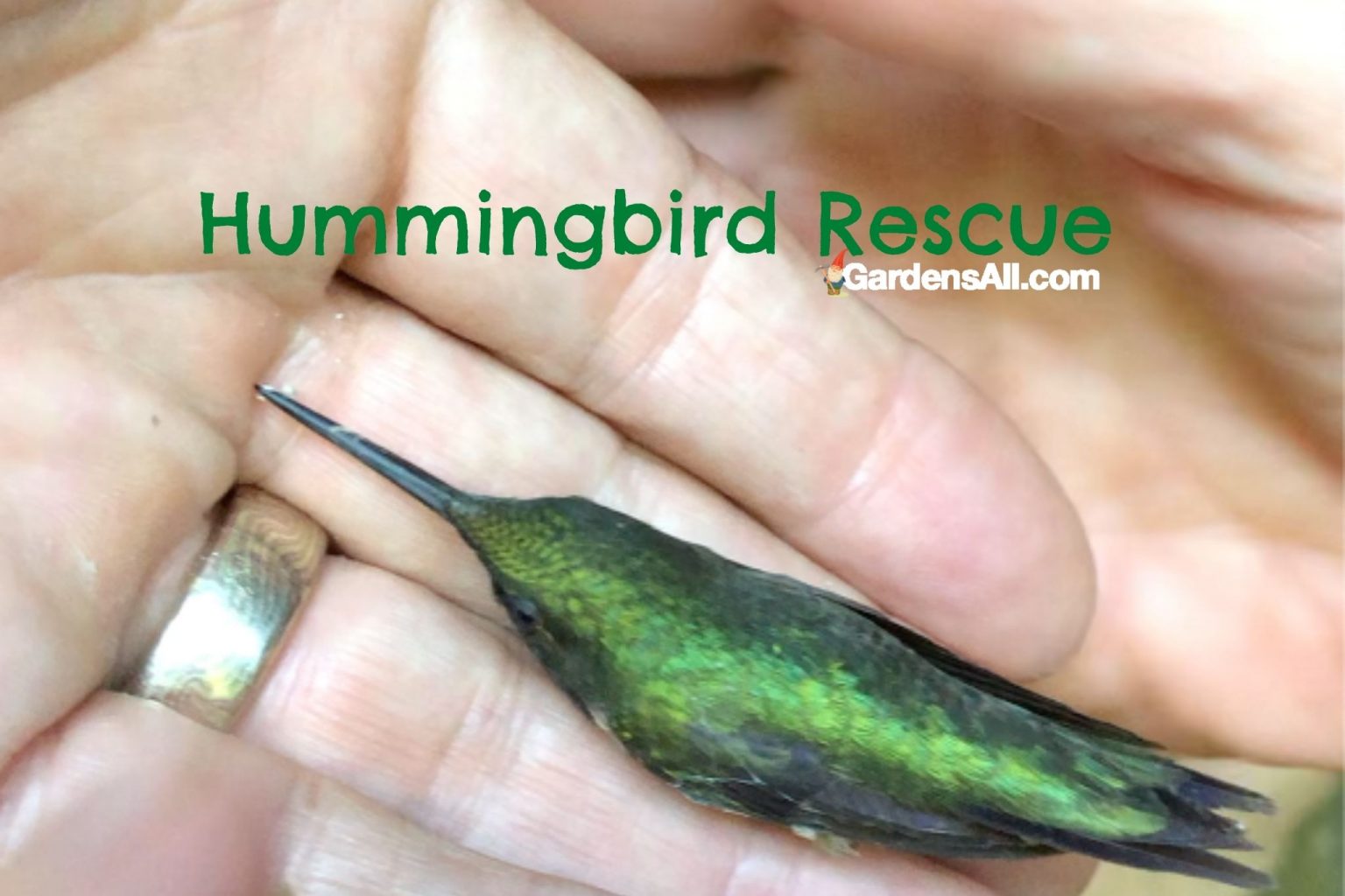 Hummingbird Food Recipe, Video, Benefits, Facts and Fascination ...