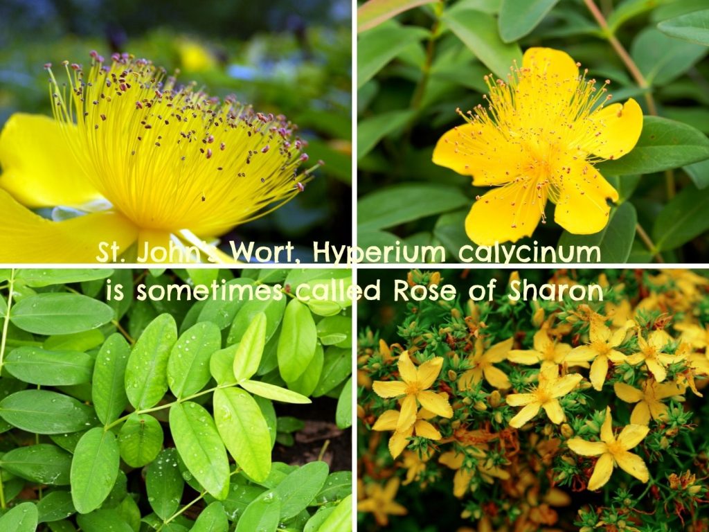 rose of sharon-st johns wort-hyperium calycinum