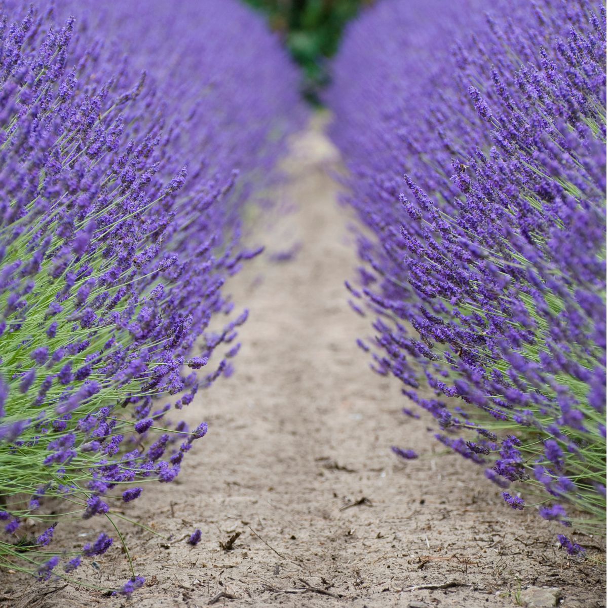Is Lavender a Perennial or Annual Plant... GardensAll