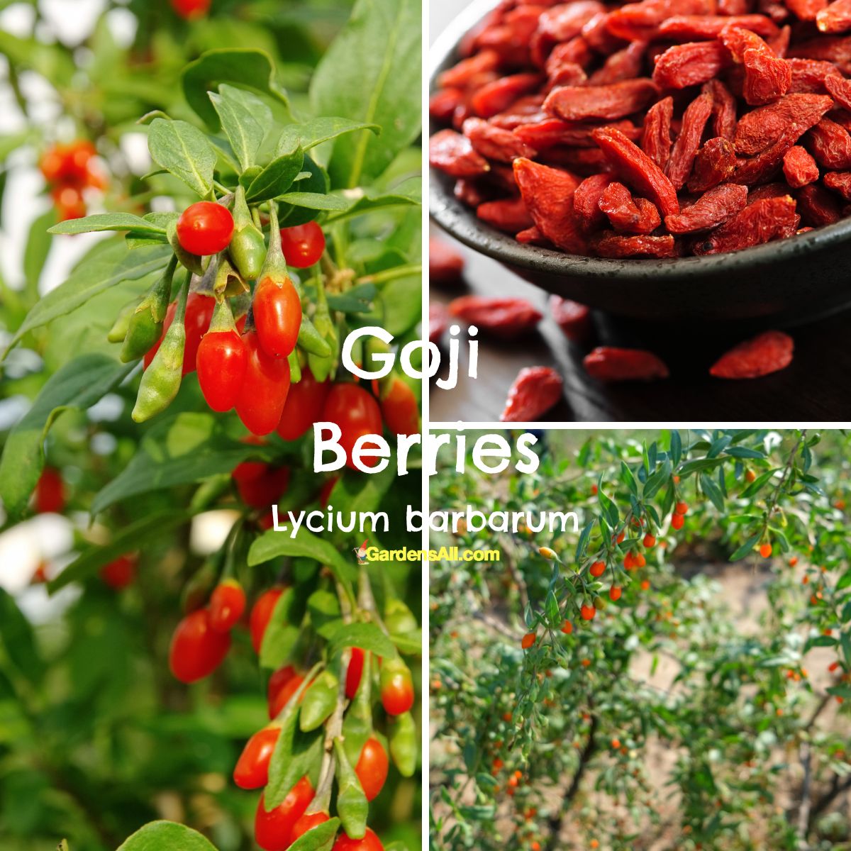 The Easiest Fruit Trees to Grow (Indoors and Outdoors) GardensAll