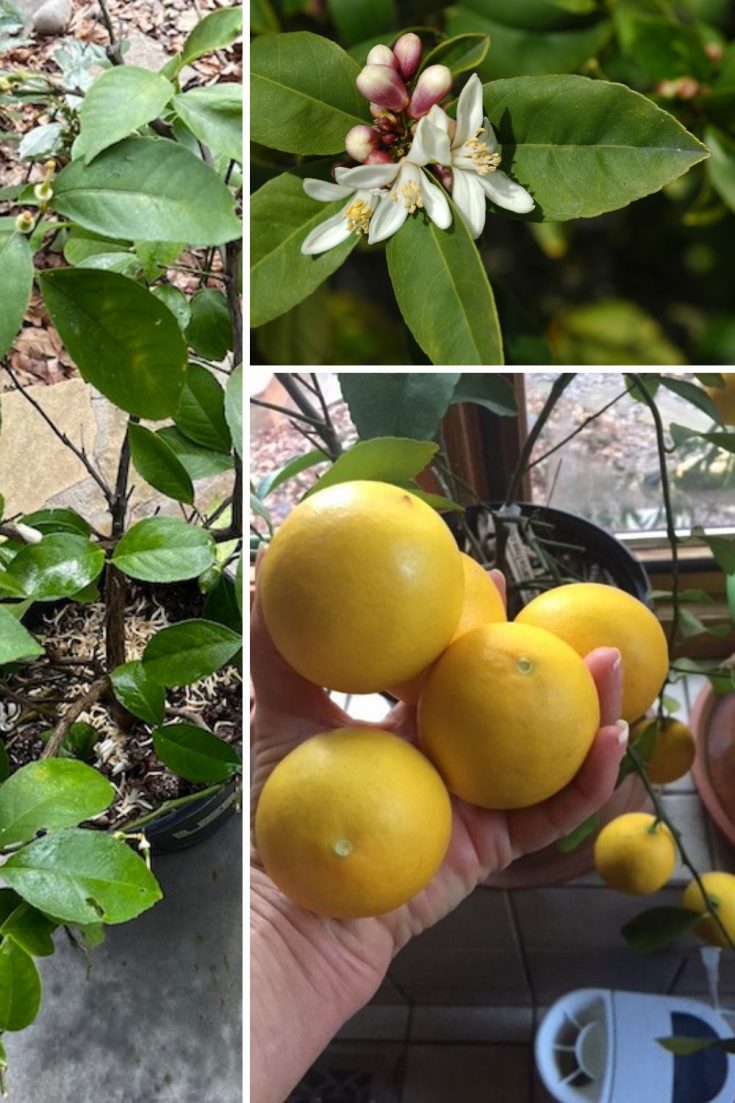 The Easiest Fruit Trees to Grow (Indoors and Outdoors) GardensAll