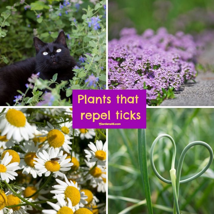 plants that repel ticks and fleas