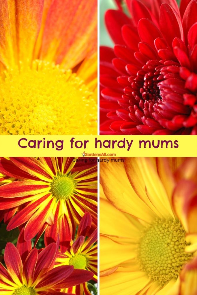 Caring for hardy mums