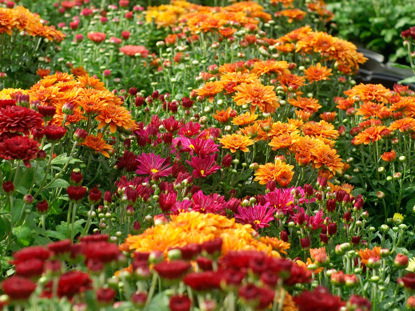 How to Care for Hardy Mums GardensAll