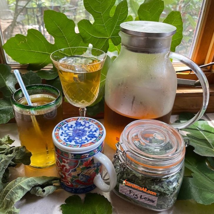 Fig leaves tea-health benefits-feature