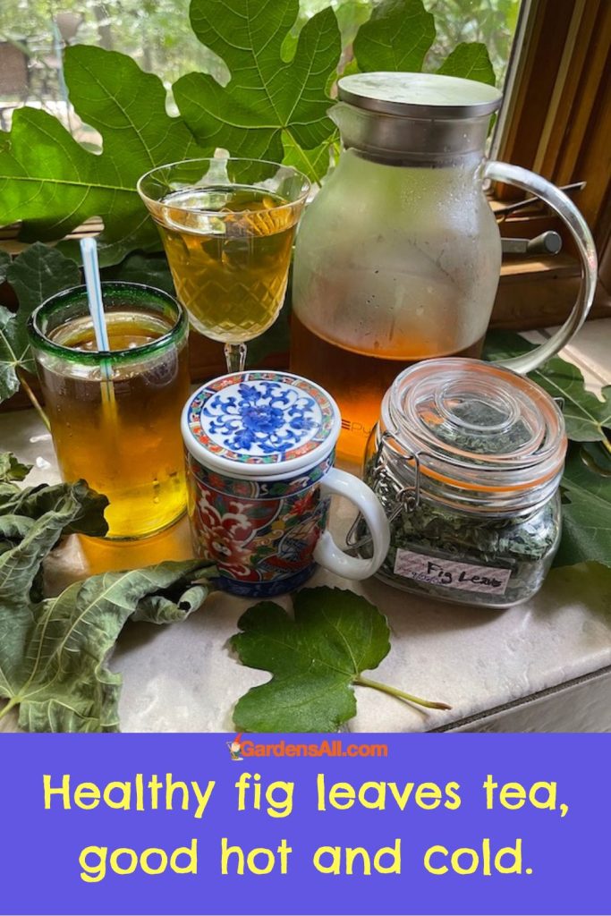 Fig Leaves Tea Health Benefits That May Surprise You! GardensAll