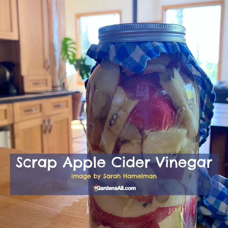 How to Make Homemade Apple Cider Vinegar GardensAll