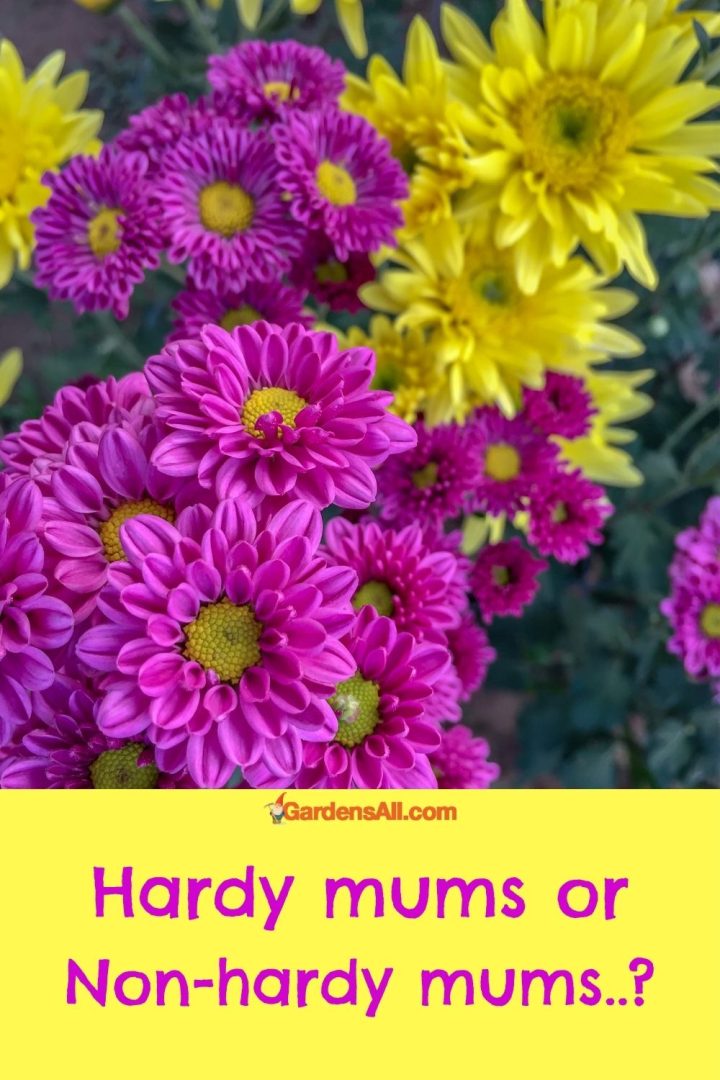 How to Care for Hardy Mums GardensAll