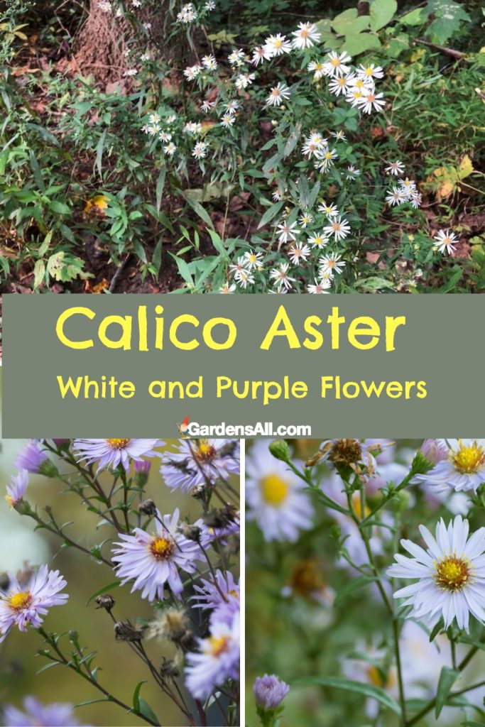 Calico Aster White and Purple Flowers, Symphyotrichum lateriflorum.