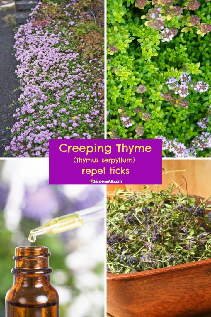 Scientifically Proven Plants That Repel Ticks and Fleas GardensAll