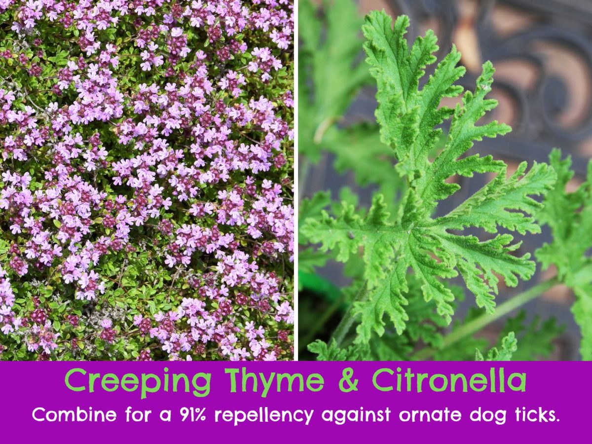Scientifically Proven Plants That Repel Ticks and Fleas GardensAll