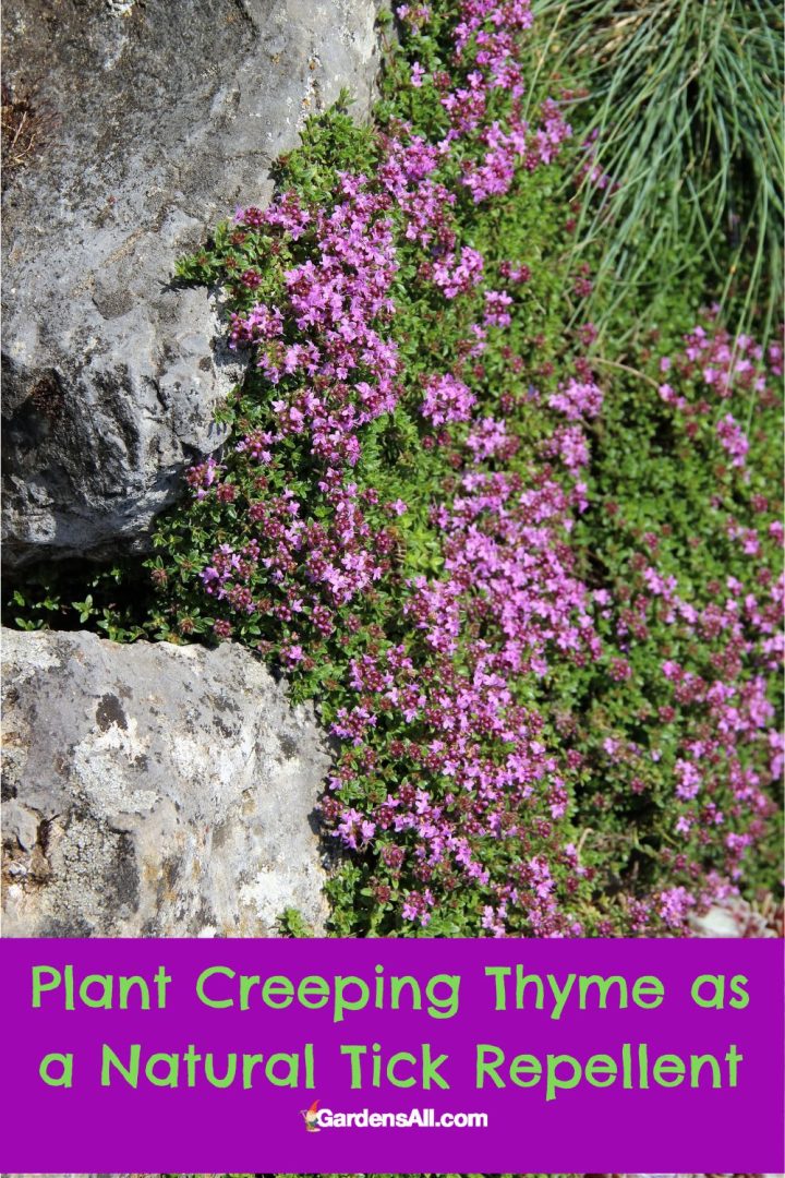 Scientifically Proven Plants That Repel Ticks and Fleas GardensAll