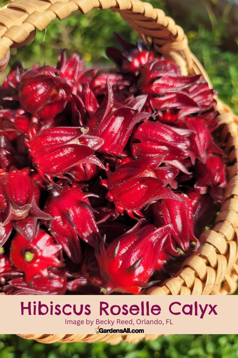 Rosella calyx tea benefits