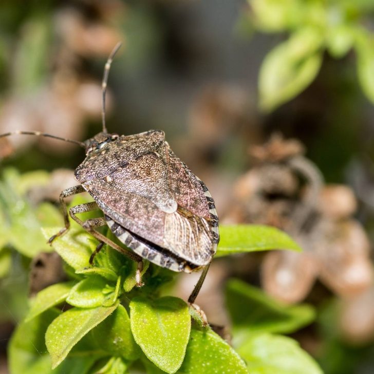 Stink bug on plant leaves