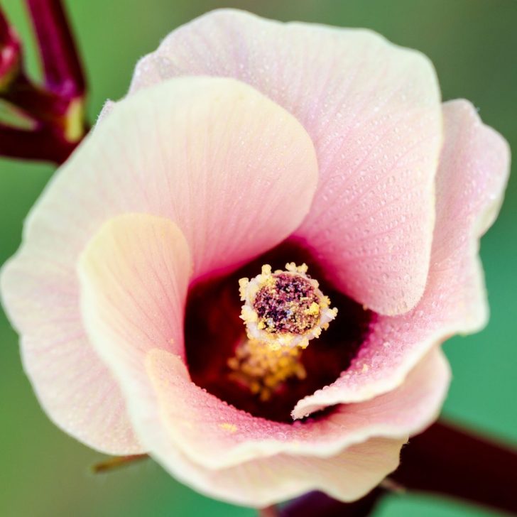 Yellow to pink roselle flower