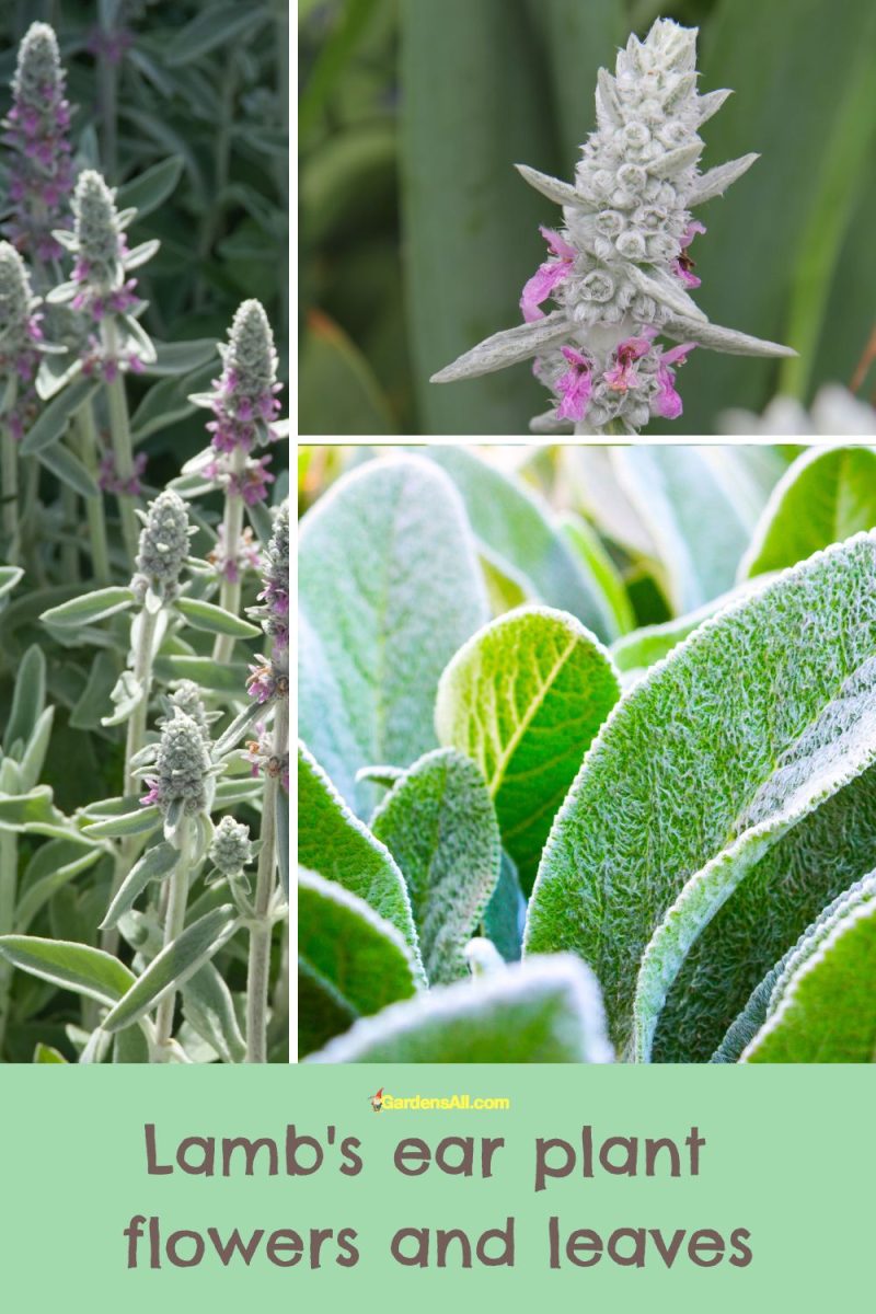 Lamb's Ear Plant Uses and Medicinal Benefits GardensAll