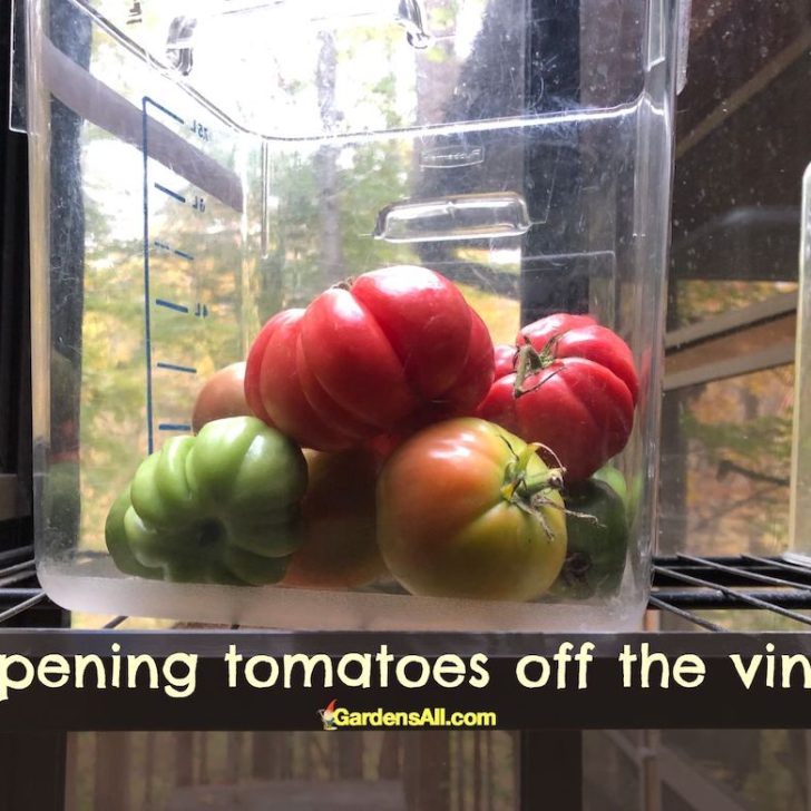 Ripening Green Tomatoes Indoors off the Vine GardensAll