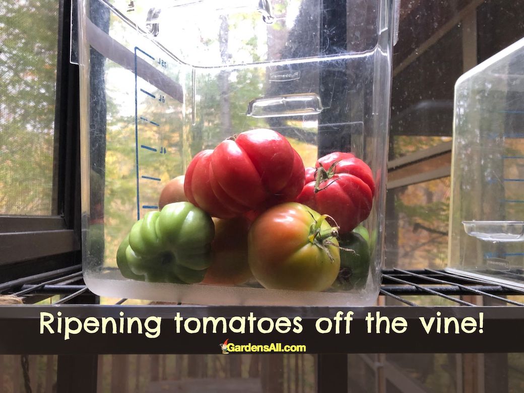 Ripening Green Tomatoes Indoors off the Vine GardensAll