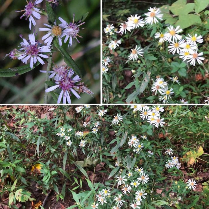 white and purple calico aster symp
