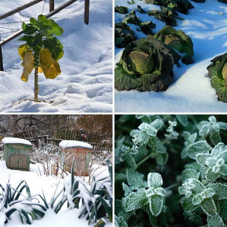 Winter Gardening: Plants, Flowers, Winterizing and More