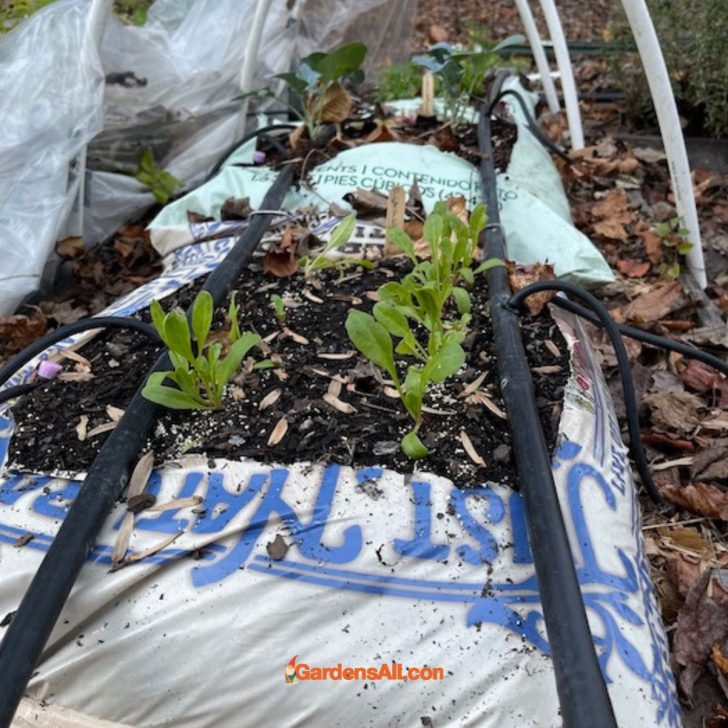 Soil Bag Garden – a Great Way to Get Started Gardening