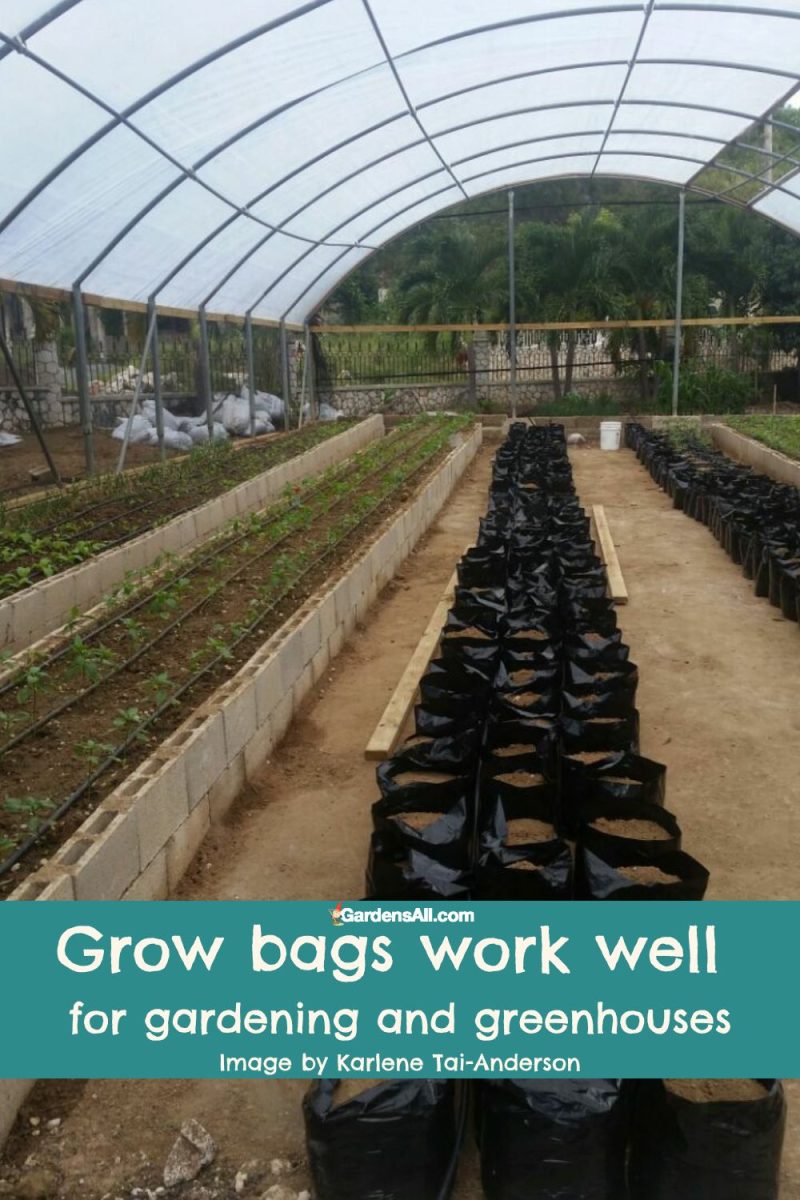Grow Bag Gardening a Simple Way to Grow Your Own Food GardensAll