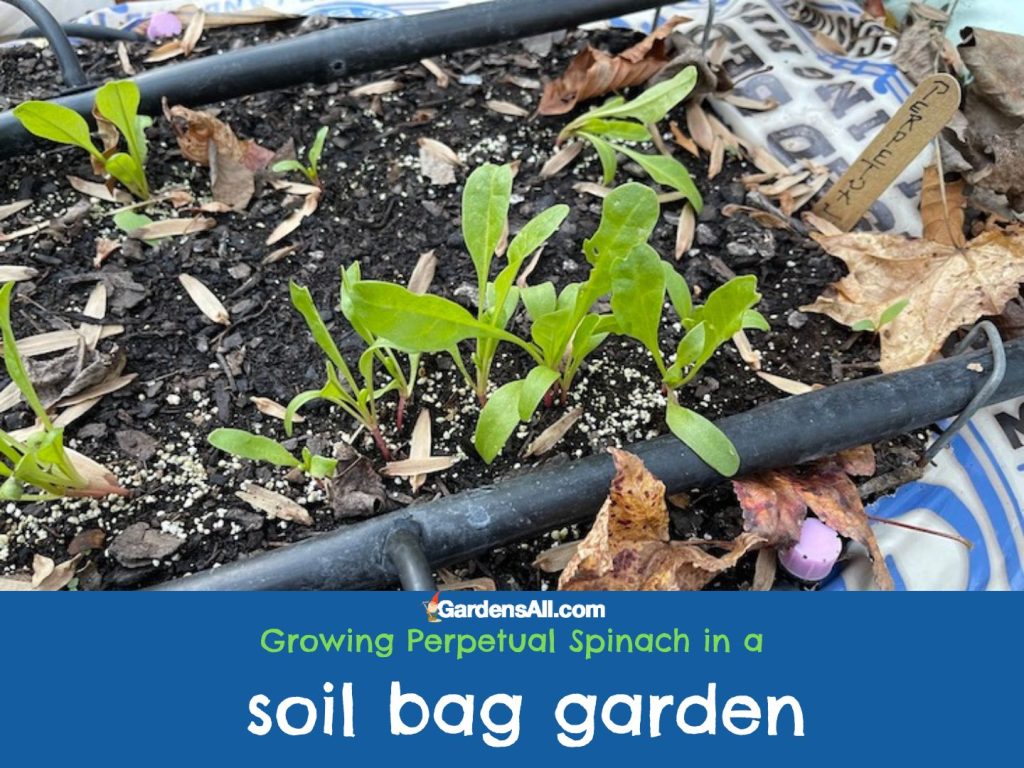 growing perpetual spinach in soil bags