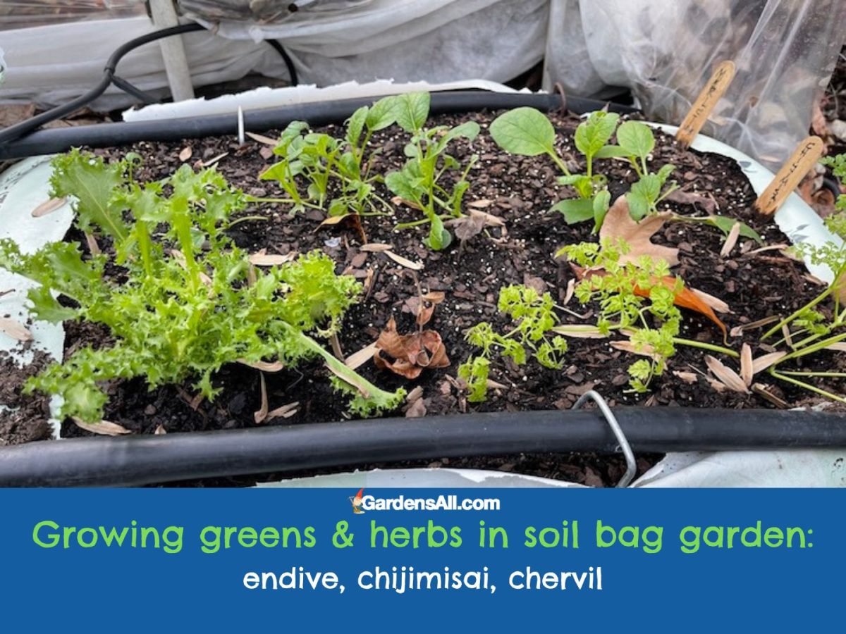 Soil Bag Garden a Great Way to Get Started Gardening GardensAll