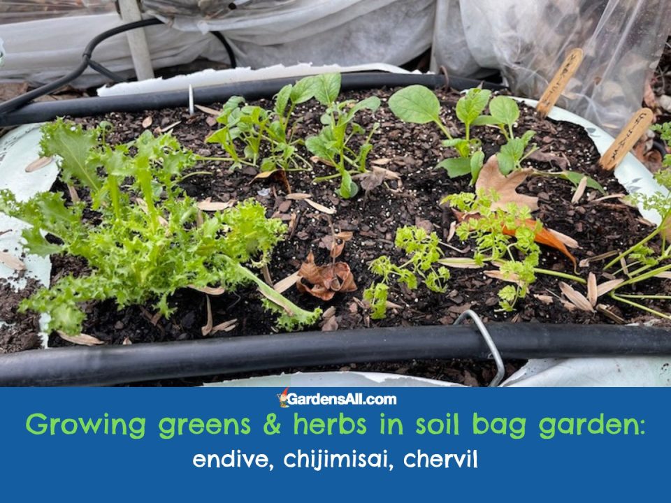 Soil Bag Garden a Great Way to Get Started Gardening GardensAll