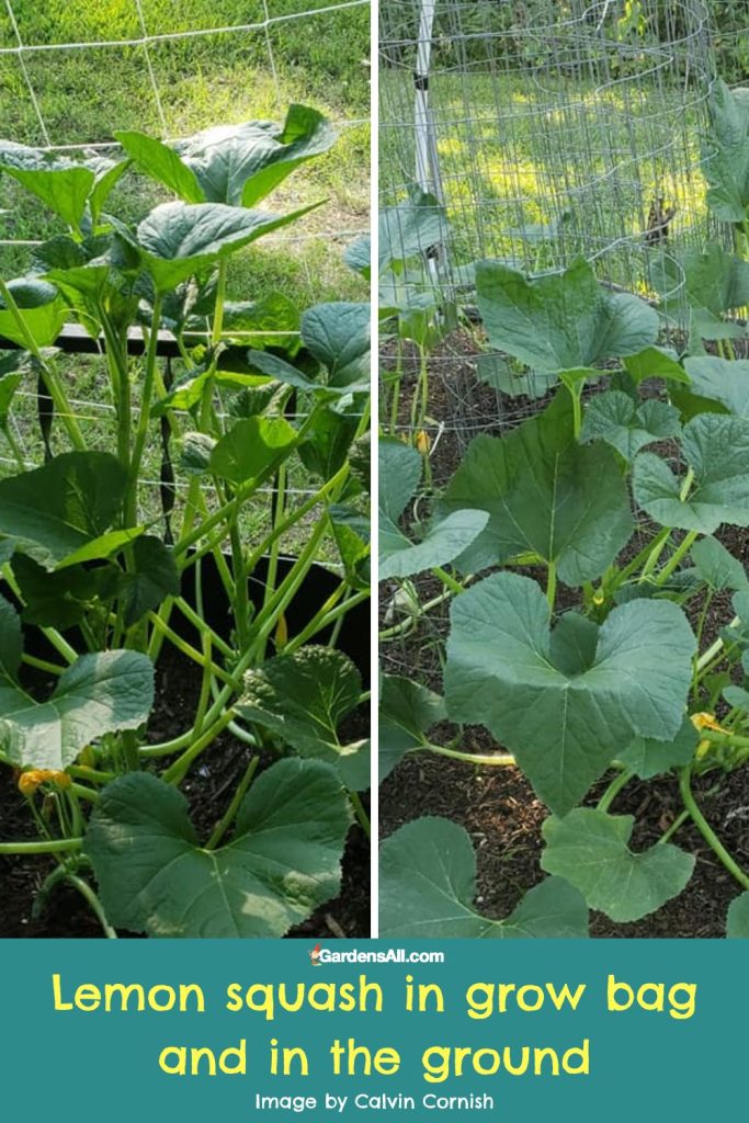 Lemon squash growing in grow bag and in the ground