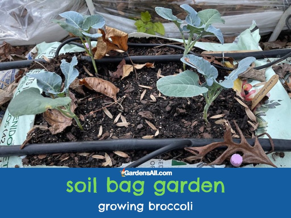 Growing broccoli in soil grow bags