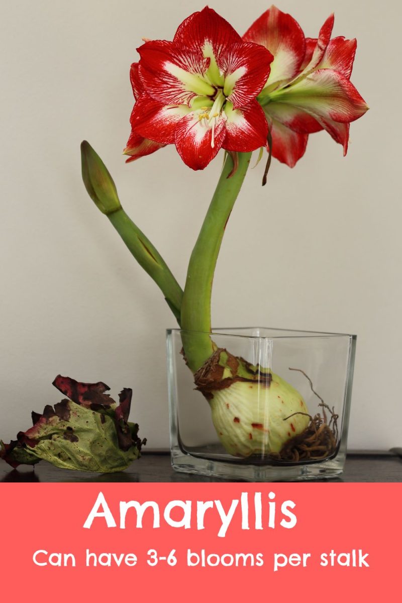 How to Care For Amaryllis Plants - GardensAll