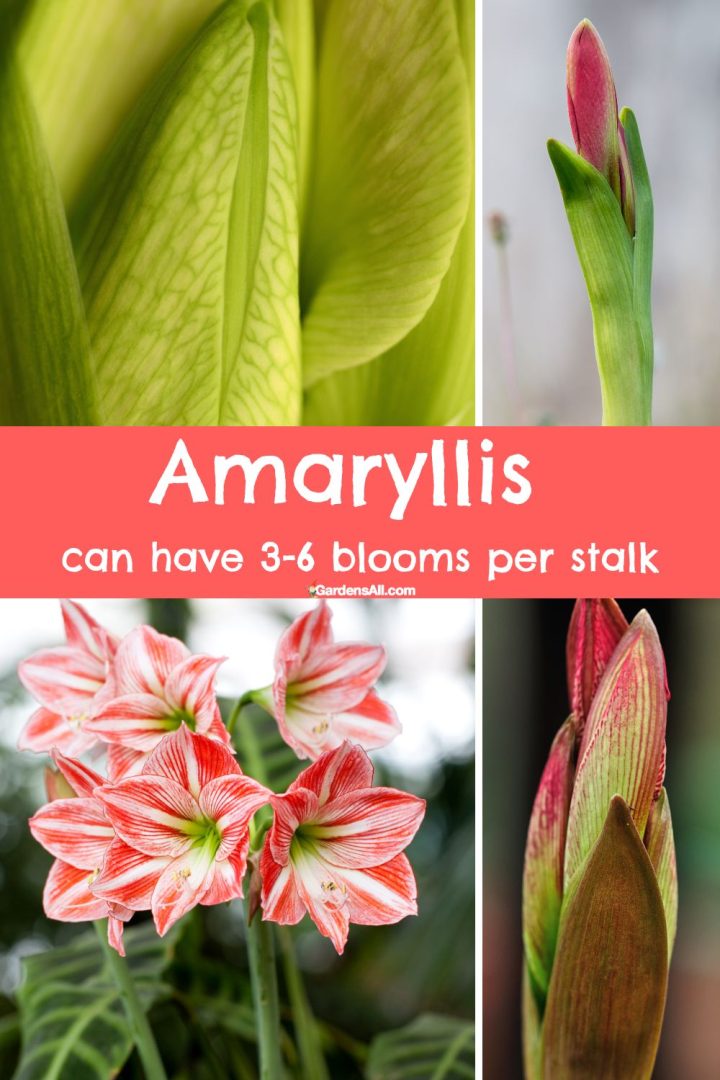 How to Care For Amaryllis Plants GardensAll