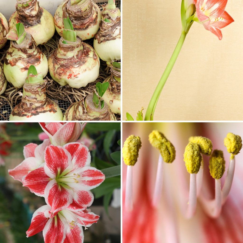 How to Care For Amaryllis Plants GardensAll