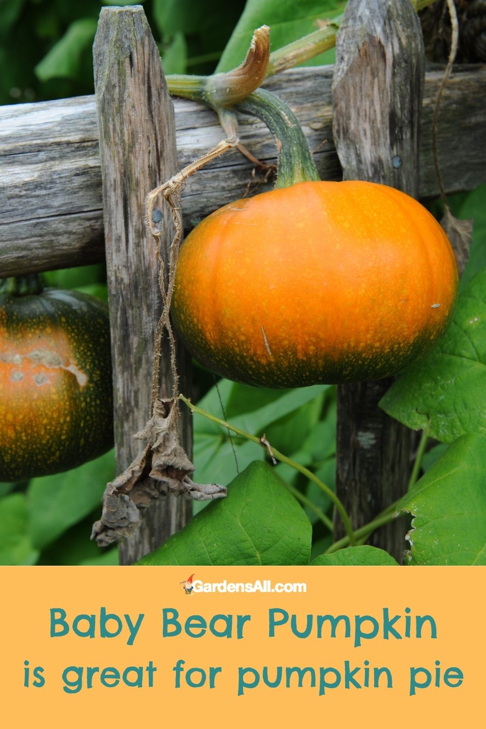 What Are the Best Pumpkins for Pumpkin Pie? GardensAll
