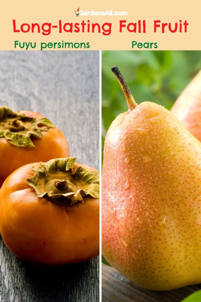 Pear Symbolism and Meaning GardensAll